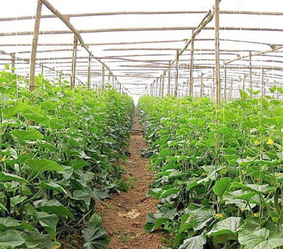 生态果蔬采摘园